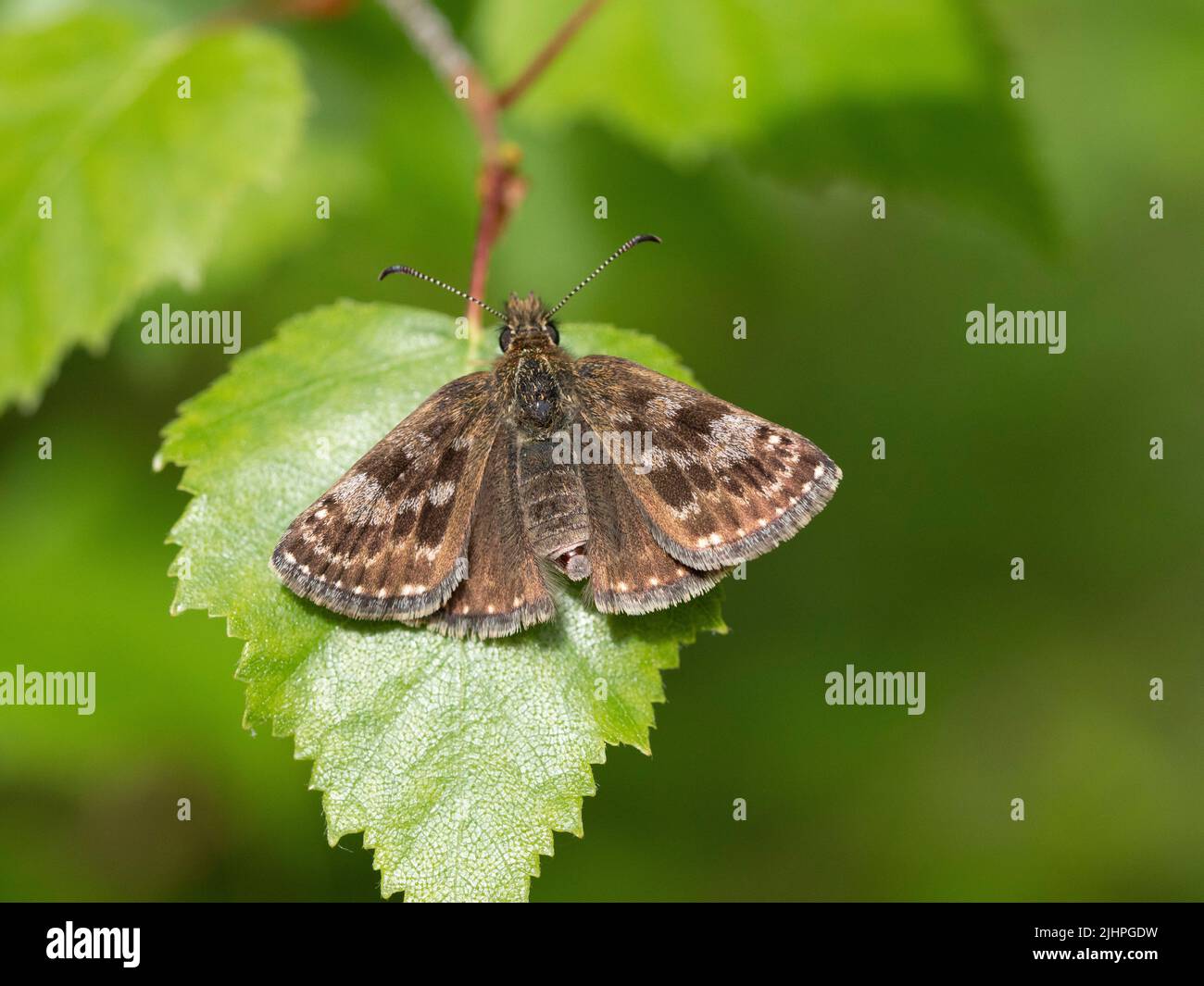 Dingy Skipper Butterfly, (Erynnis Cottage), Bonsai Woodlands, Kent Regno Unito, stato di alta priorità Foto Stock