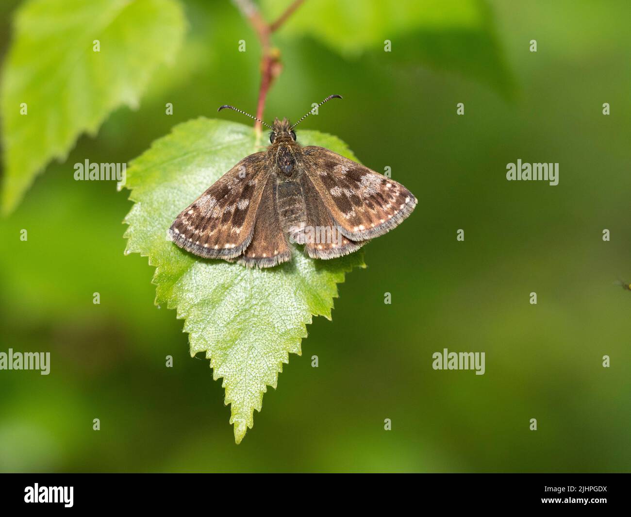 Dingy Skipper Butterfly, (Erynnis Cottage), Bonsai Woodlands, Kent Regno Unito, stato di alta priorità Foto Stock