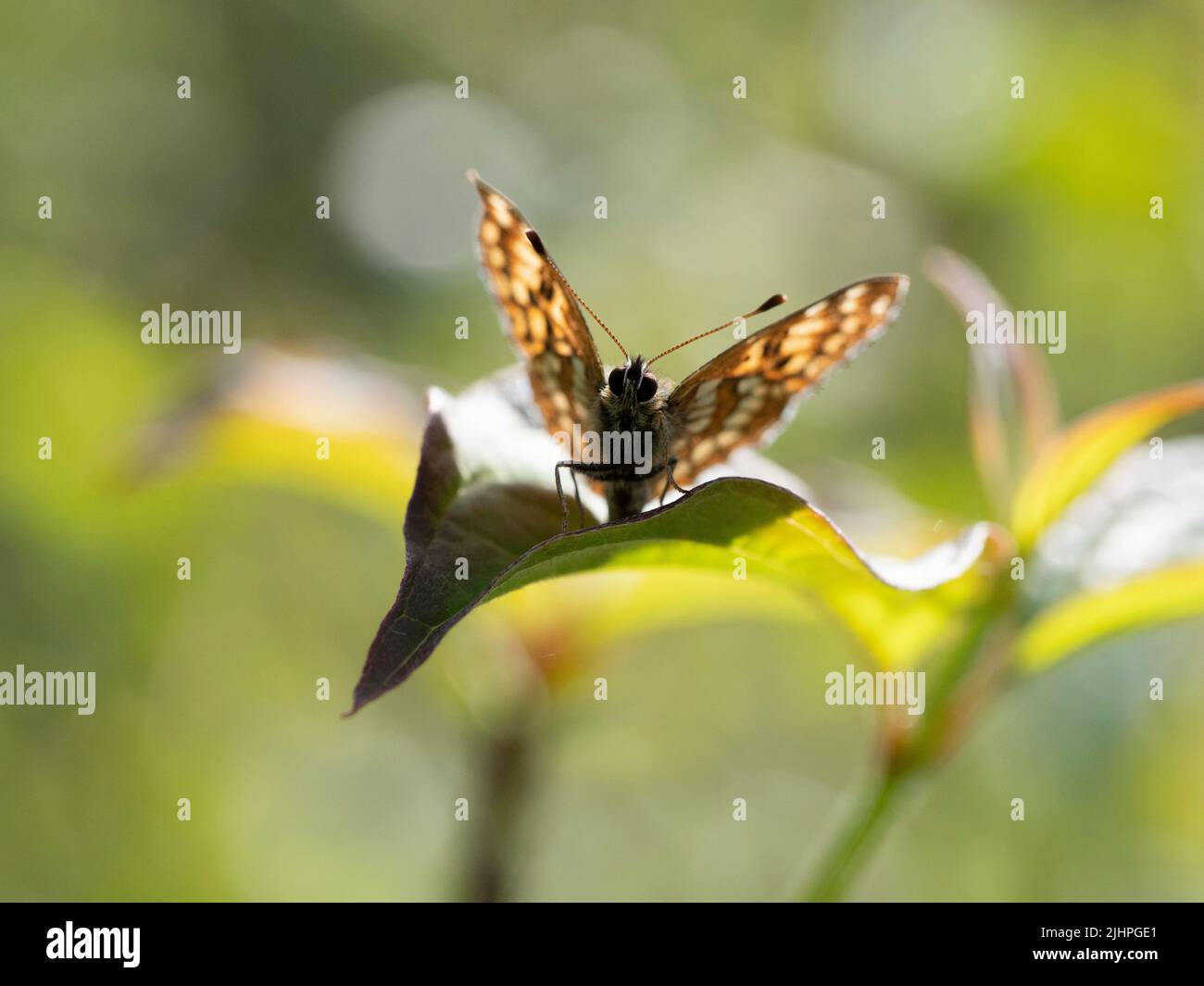 Duke of Burgundy Butterfly, (Hamearis lucina), Bonsai Woodlands, Kent UK, UK specie prioritarie, Specie europee minacciate Foto Stock