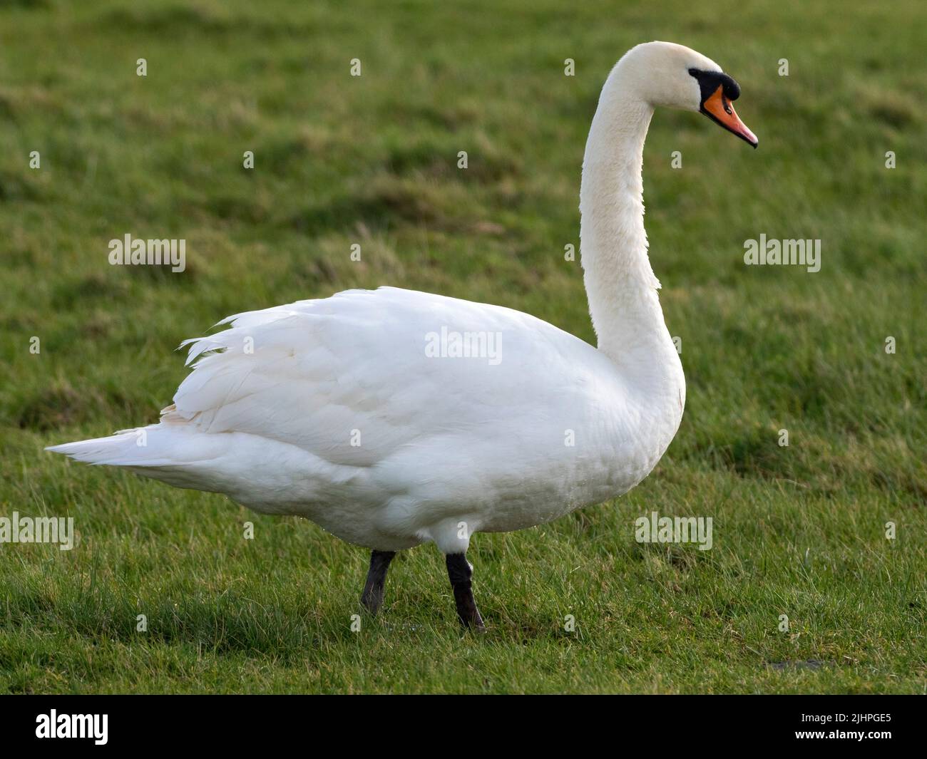 Mute Swan, (Cygnus olor), Elmley Nature Reserve, Kent UK Foto Stock