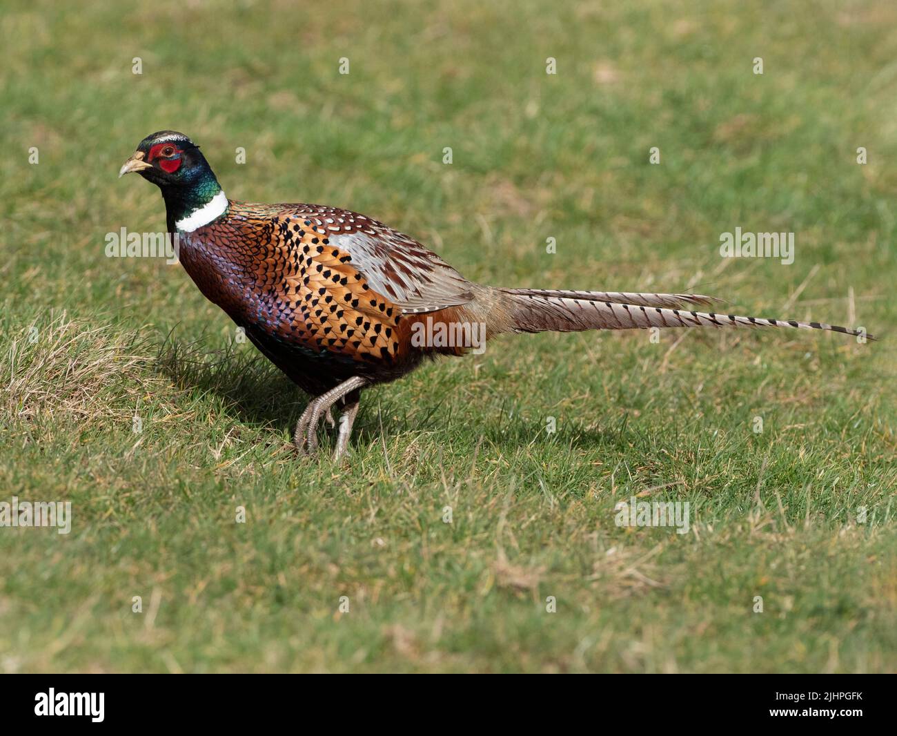 Pheasant maschio, (Phasianus colchicus), Elmley Nature Reserve, Kent UK Foto Stock