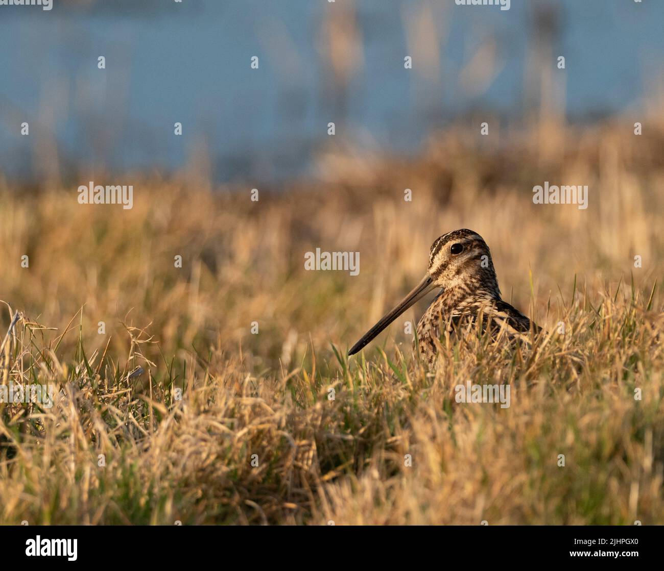 Snipe (Gallinago gallinago), Restharrow scrape, Sandwich Bay Bird Observatory Trust, Kent UK Foto Stock