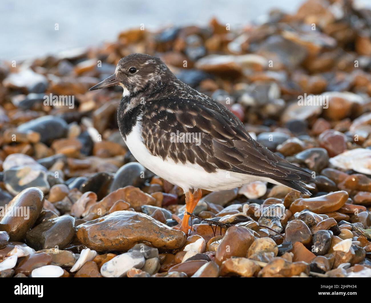 Torni ruddy (Arenaria interpres) che si nutrono intorno gusci di ostriche scartati su spiaggia di ghiaia, Whitstable, Kent UK, torni possono far girare le rocce quasi come Foto Stock