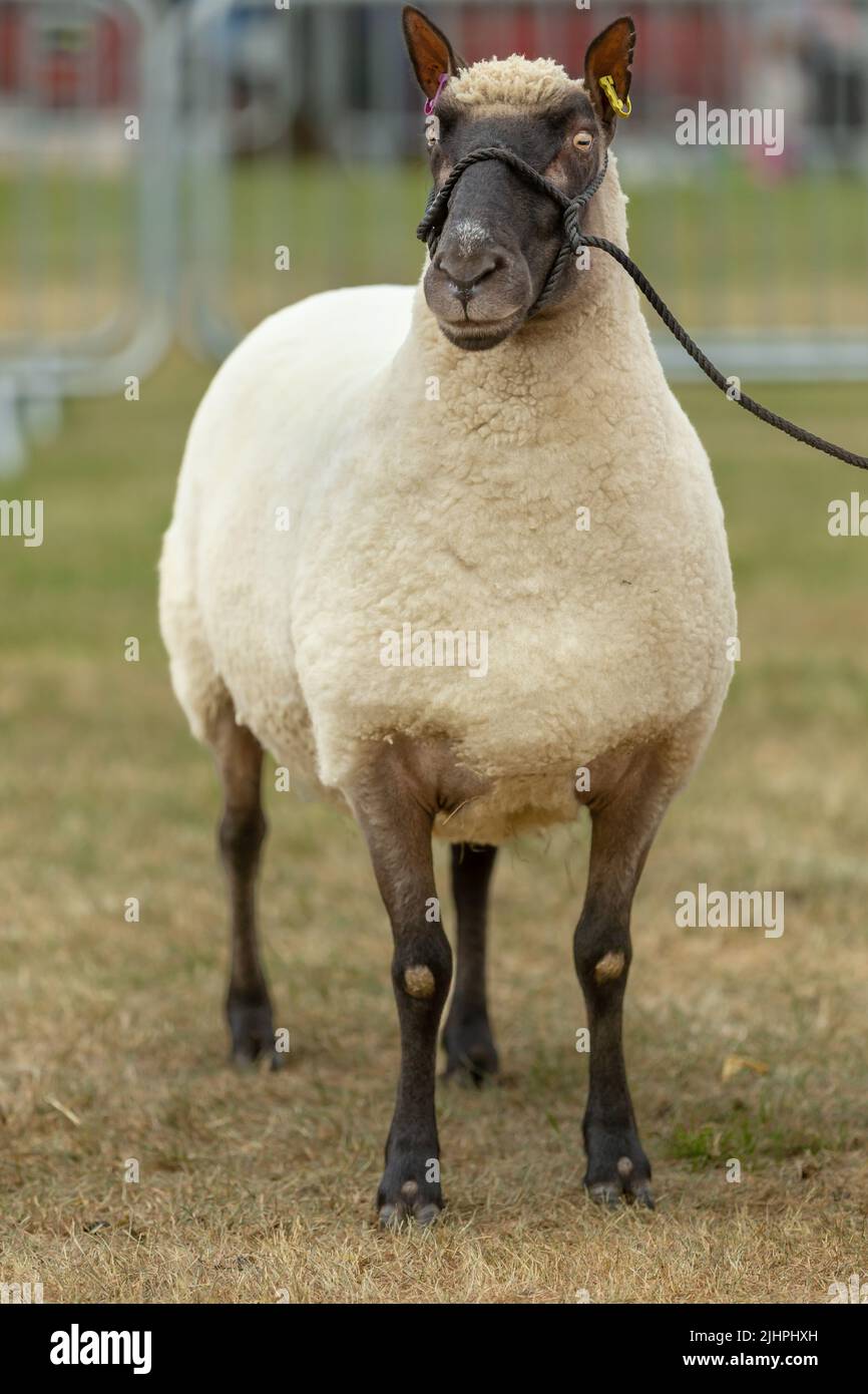 Clun Forest ewe di fronte in avanti nel gregge anello alle classi di campionato, Day 4, Great Yorkshire Show, Harrogate, UK, 2022. Primo piano verticale. Foto Stock