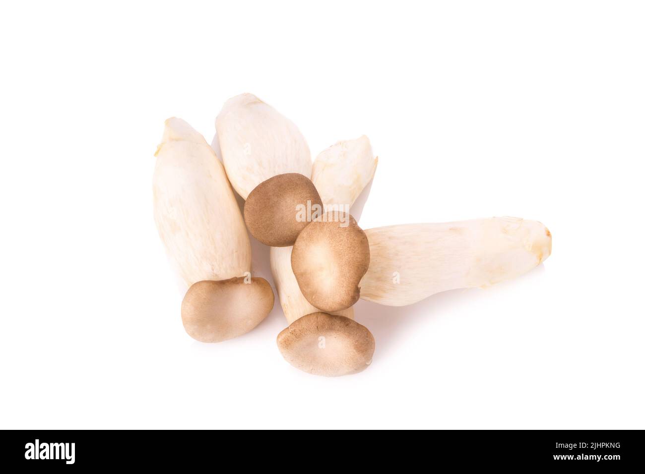 Re di funghi orecchioni (Eringi) su bianco backgroud. Foto Stock