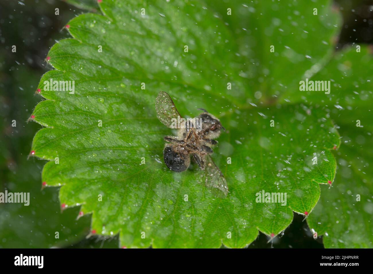 Mortalità delle api dovuta all'uso di pesticidi Foto Stock