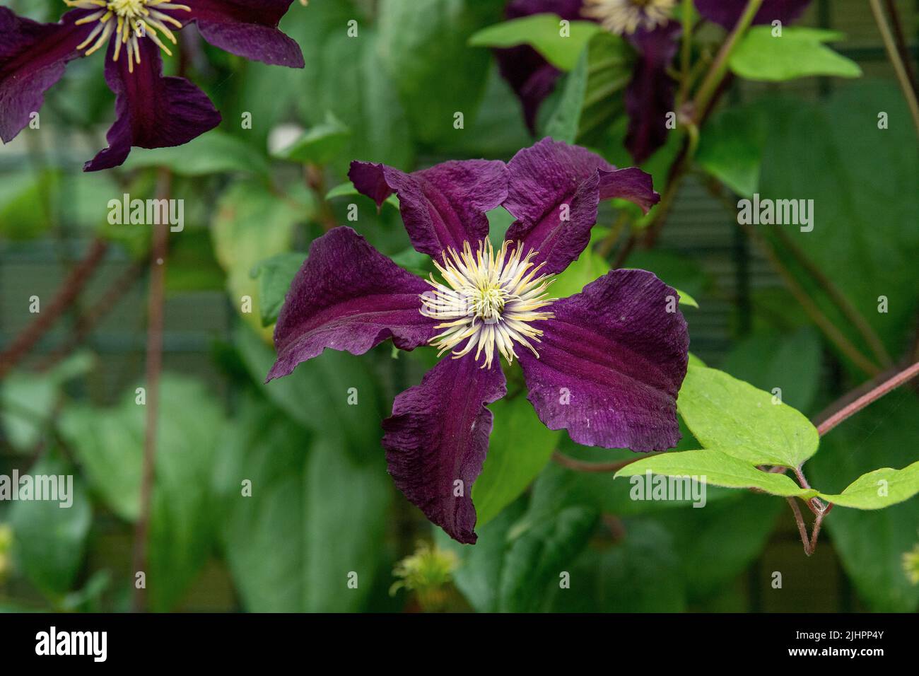 Clematis Romantika Foto Stock