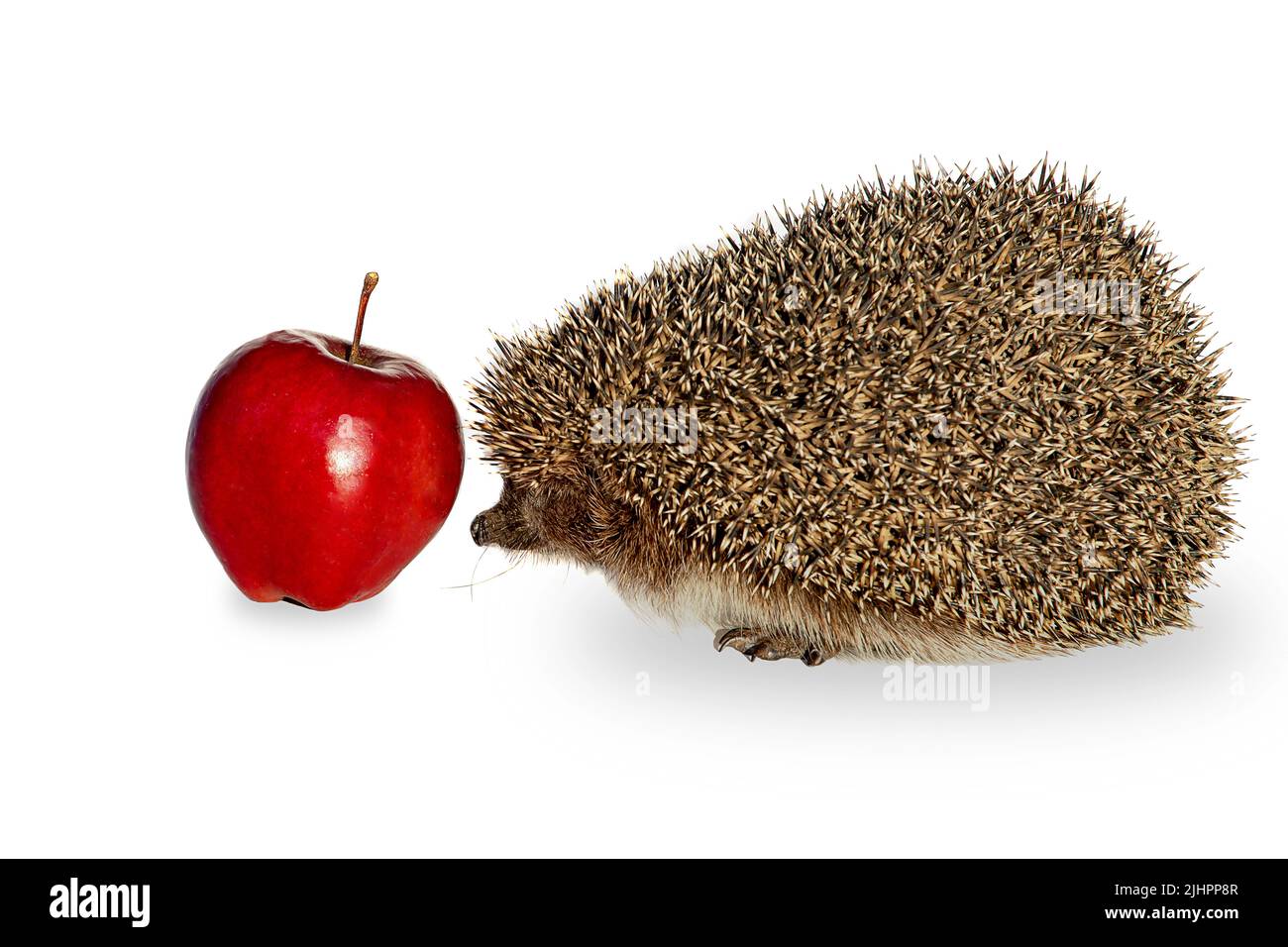 Riccio pungente con una mela rossa isolata su sfondo bianco, primo piano Foto Stock