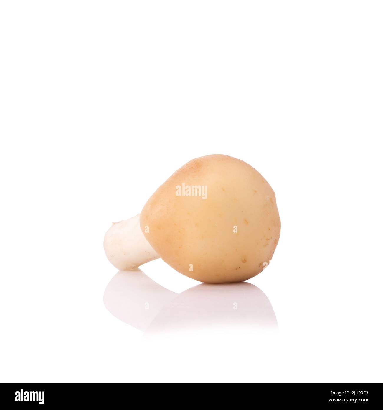 Fungo su sfondo bianco. Foto Stock