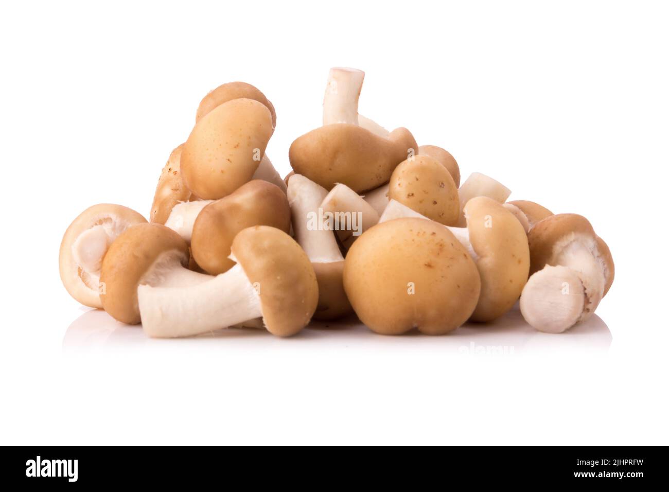 Fungo su sfondo bianco. Foto Stock