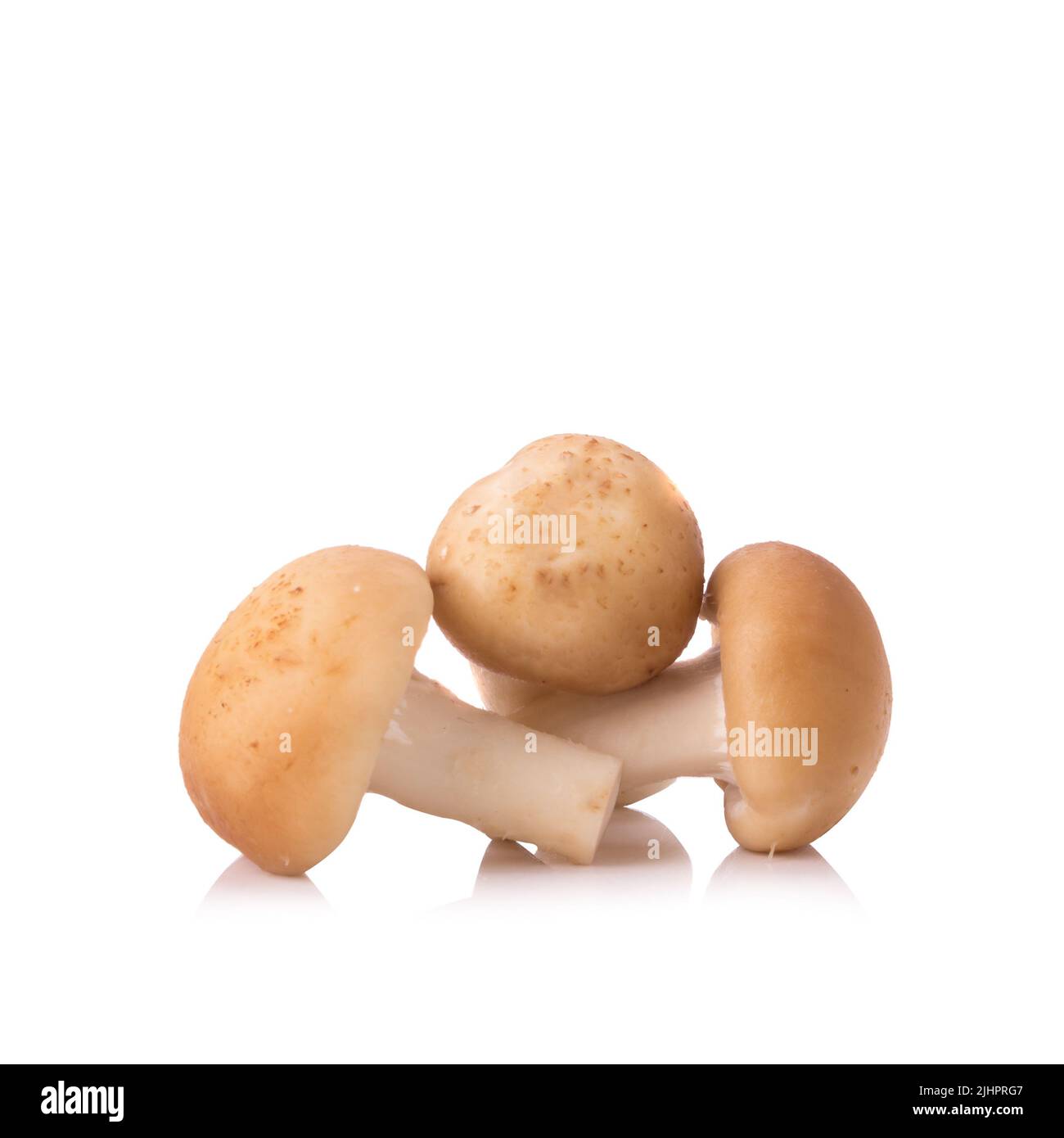 Fungo su sfondo bianco. Foto Stock