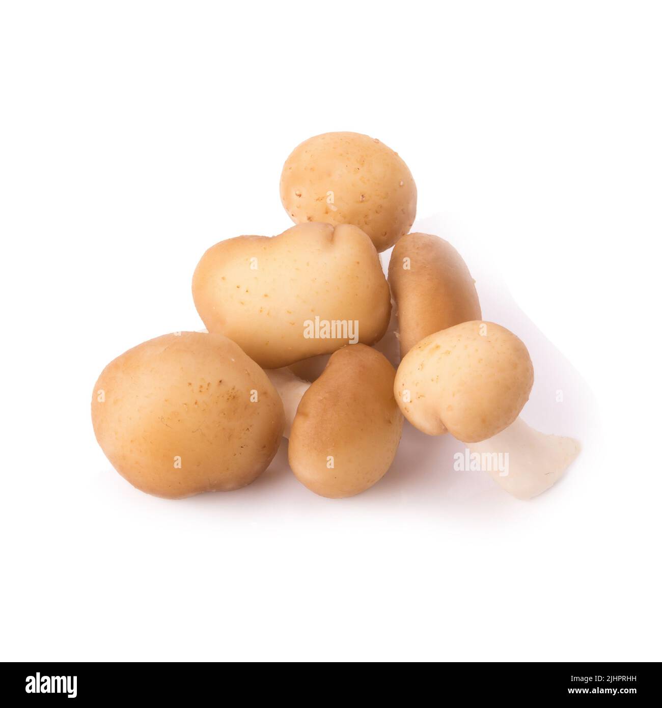 Fungo su sfondo bianco. Foto Stock