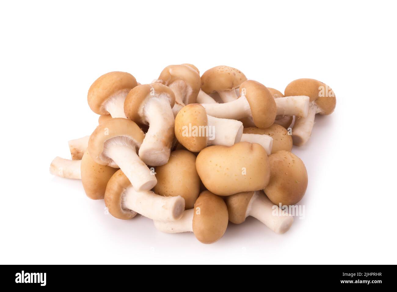 Fungo su sfondo bianco. Foto Stock