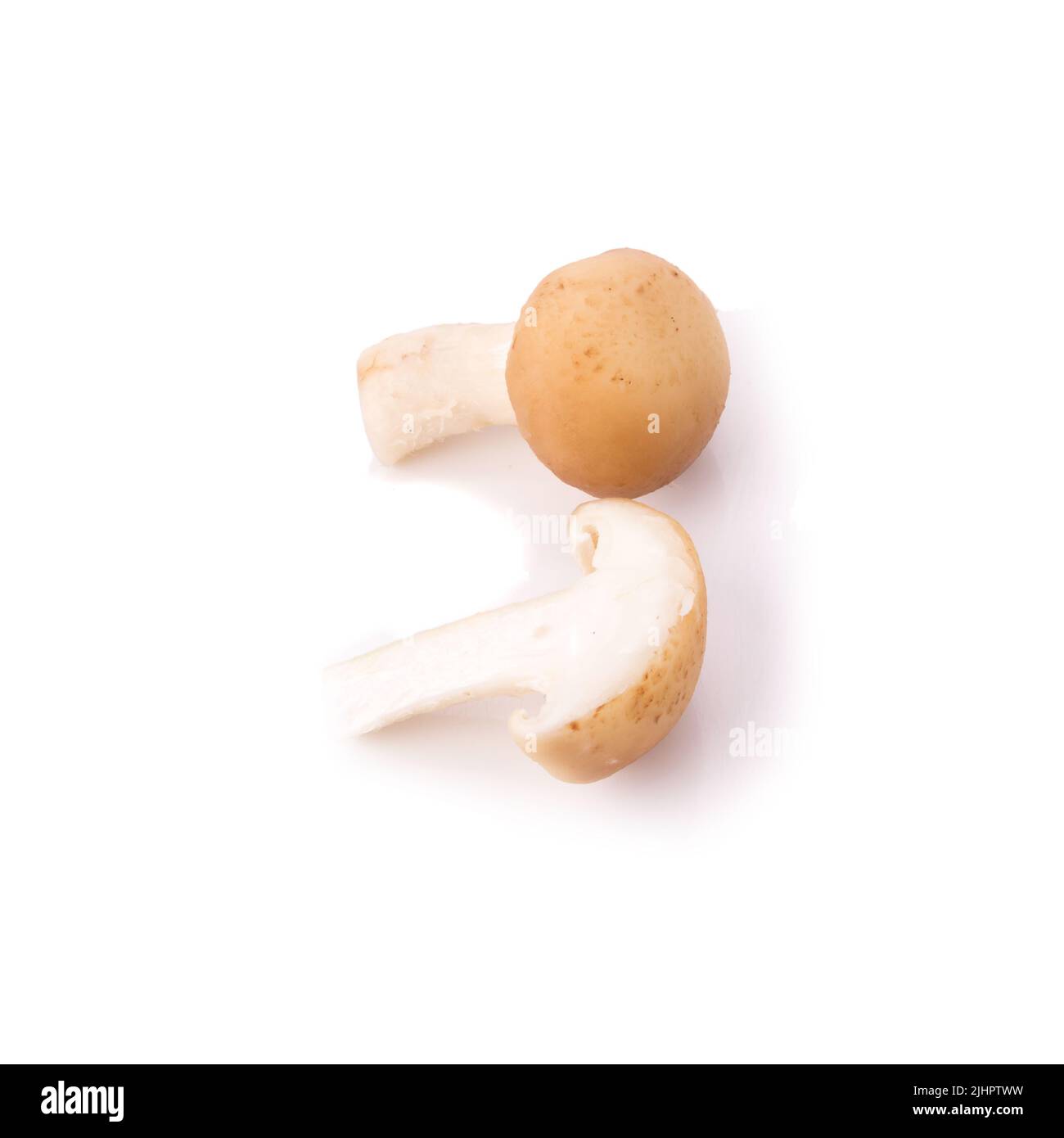 Fungo su sfondo bianco. Foto Stock