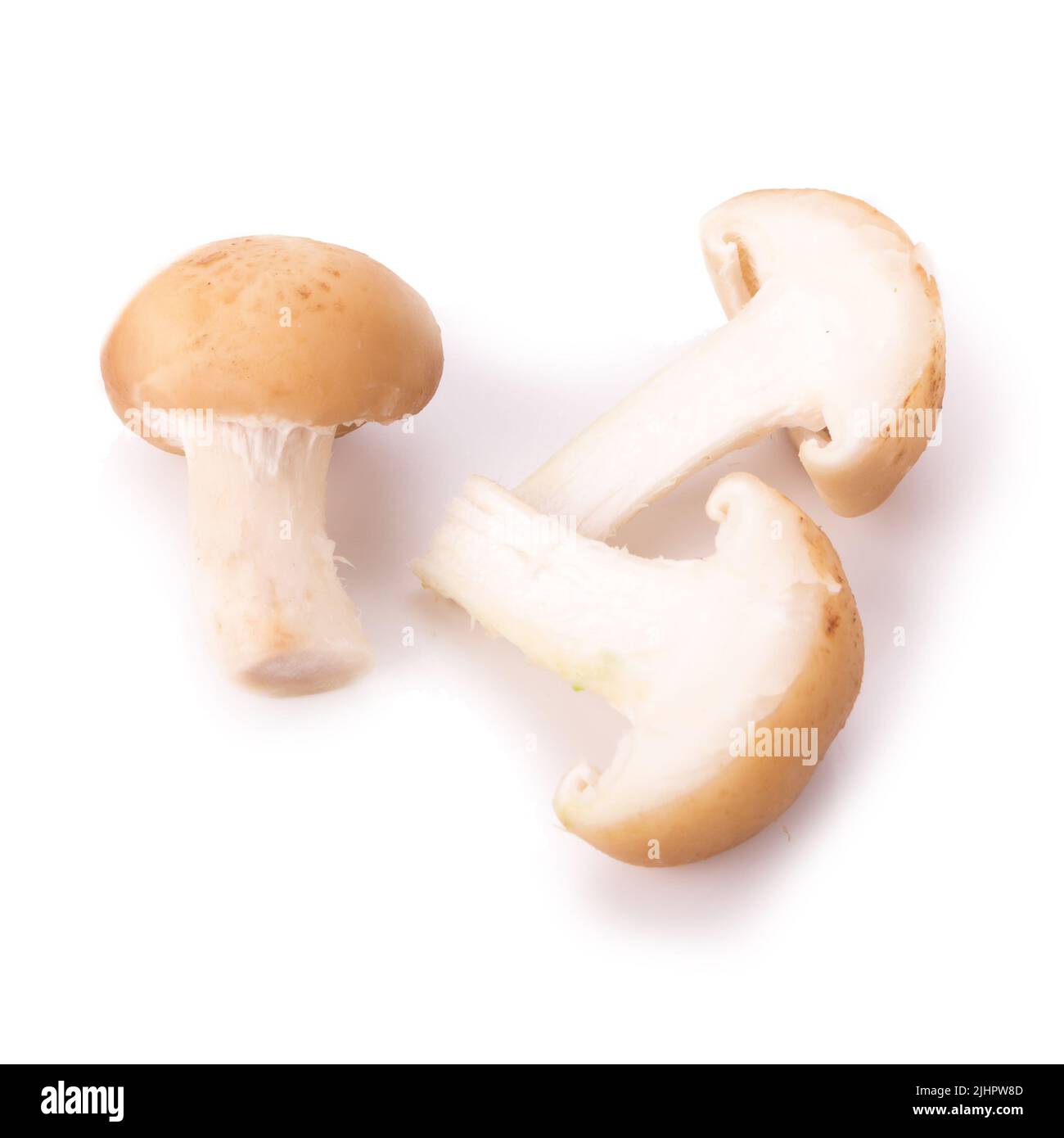 Fungo su sfondo bianco. Foto Stock