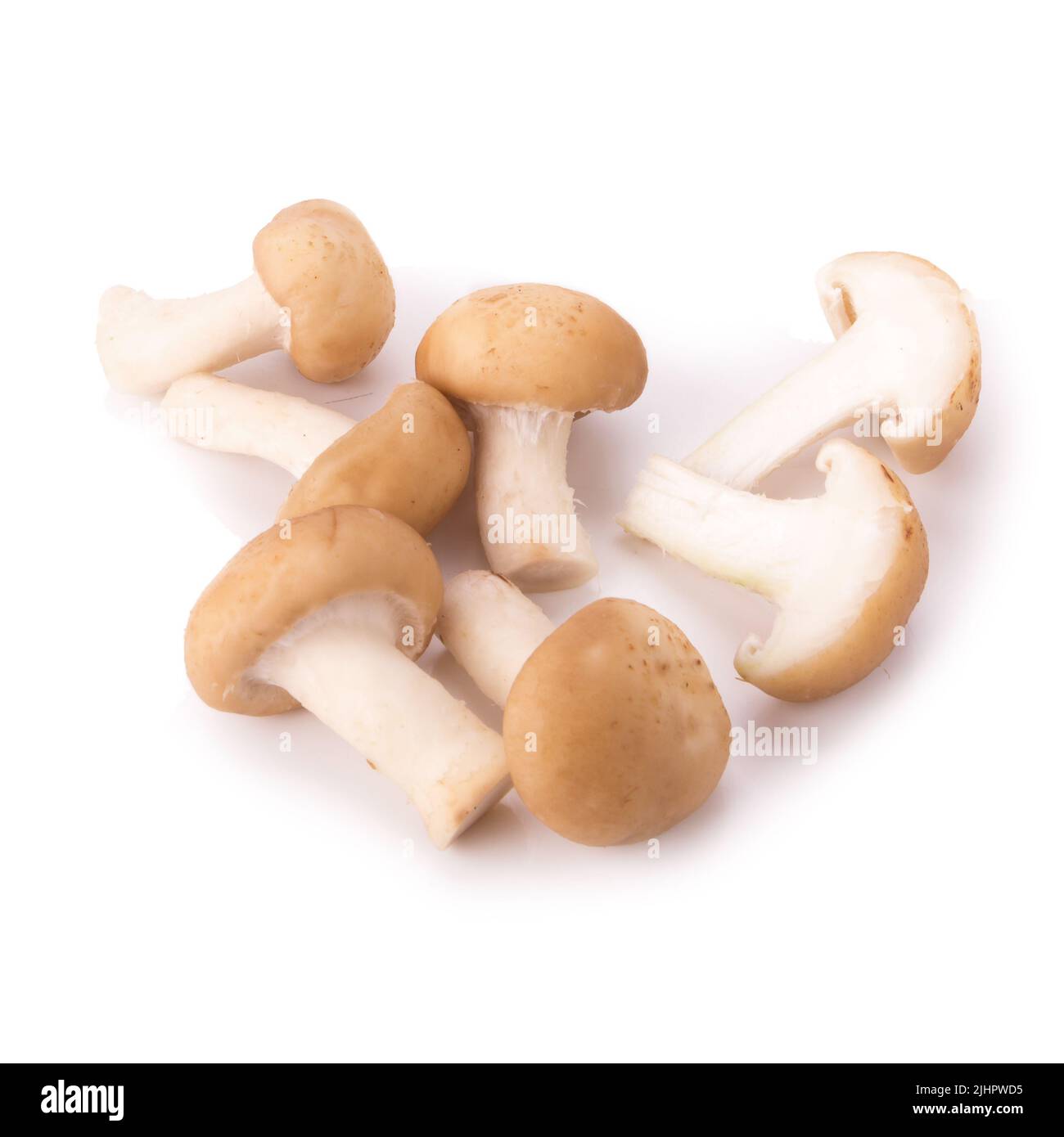 Fungo su sfondo bianco. Foto Stock