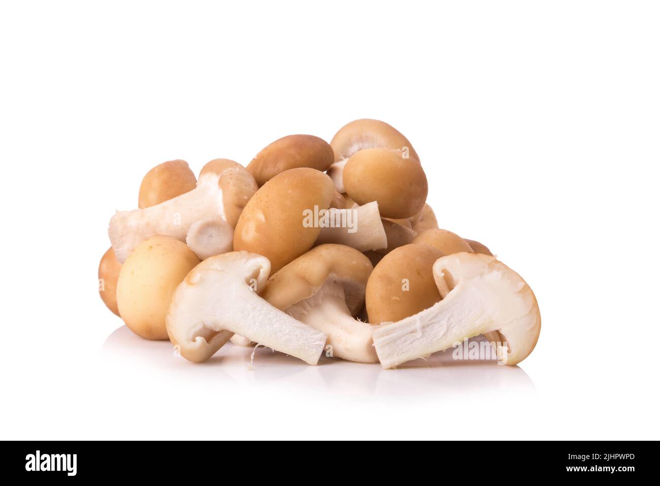 Fungo su sfondo bianco. Foto Stock