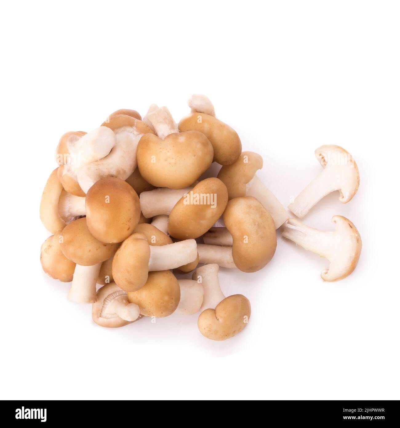 Fungo su sfondo bianco. Foto Stock