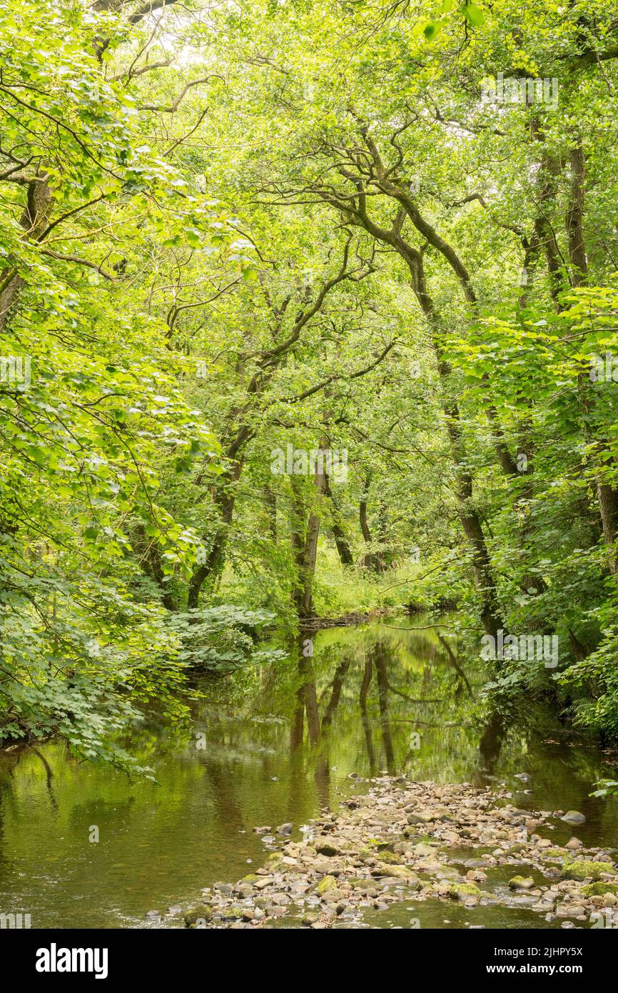 Alberi riflessi nel fiume Wyre in Abbeystead, Lancashire, Inghilterra, Regno Unito Foto Stock