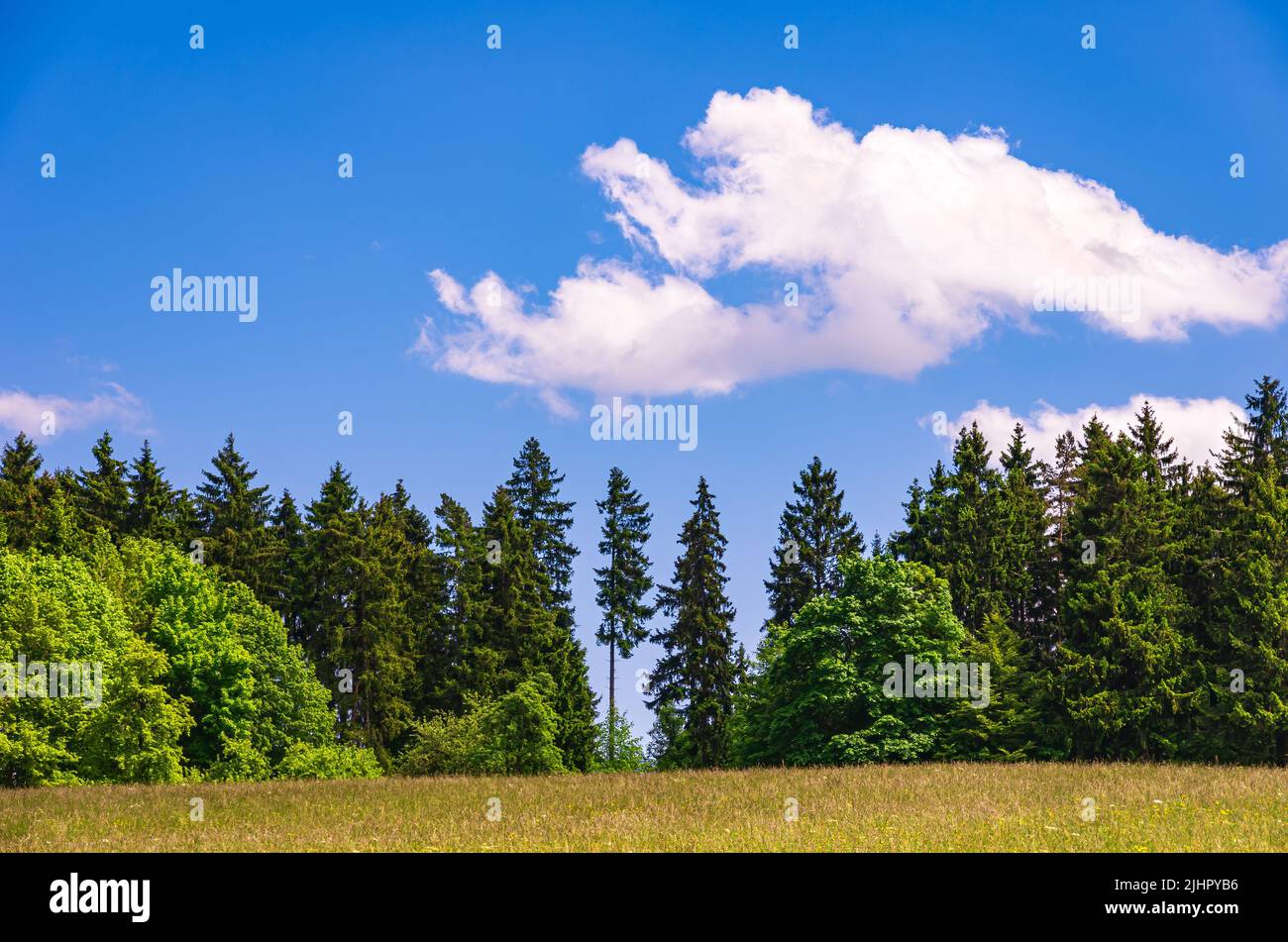 Piccolo pezzo di foresta dietro un prato in estate, Alb Svevo a sud di Reutlingen, Baden-Wurttemberg, Germania. Foto Stock