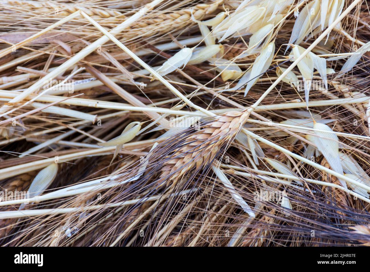 Primo piano di grano maturo nel campo. Concetto globale di carenza di grano. Foto Stock