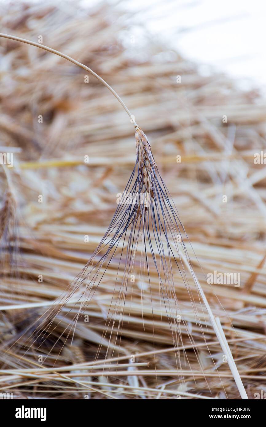 Primo piano di grano maturo nel campo. Concetto globale di carenza di grano. Foto Stock