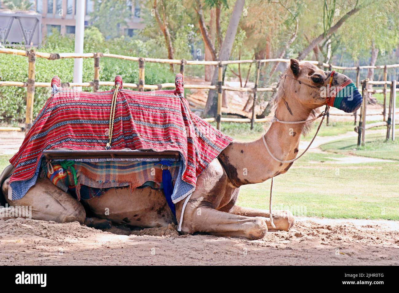 cammello seduto in un parco safari nel deserto con le coperture del cuscino su Foto Stock