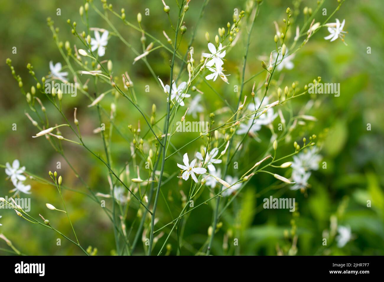 Anthericum ramosum, ramificato San Bernardo's-giglio fiori bianchi in prato closeup fuoco selettivo Foto Stock