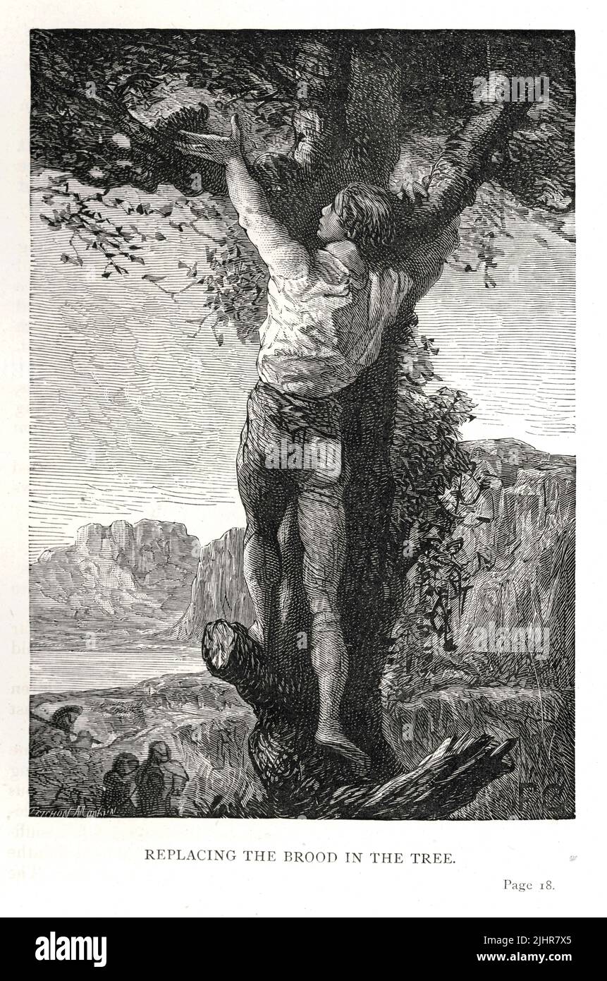 La cattiva reputazione di Gilliatt: "Un altro giorno, Gilliatt vedendo un ragazzo discendere da un albero con una covata di piccoli uccelli, appena schiusa e senza titolo, prese la covata via dal ragazzo e portò la sua malevolenza fino a portarli indietro e sostituirli nell'albero." Prima parte, Libro i, capitolo IV. Illustrazione di un set di 56 incisioni pubblicato nell'edizione inglese di 'Les Travailleurs de la Mer', di Victor Hugo, pubblicato nel 1869 da Sampson Low, Son and Marston. Illustrator: Lessin. Incisore: Auguste Trichon, Raymond Quinsac Monvoisin Foto Stock