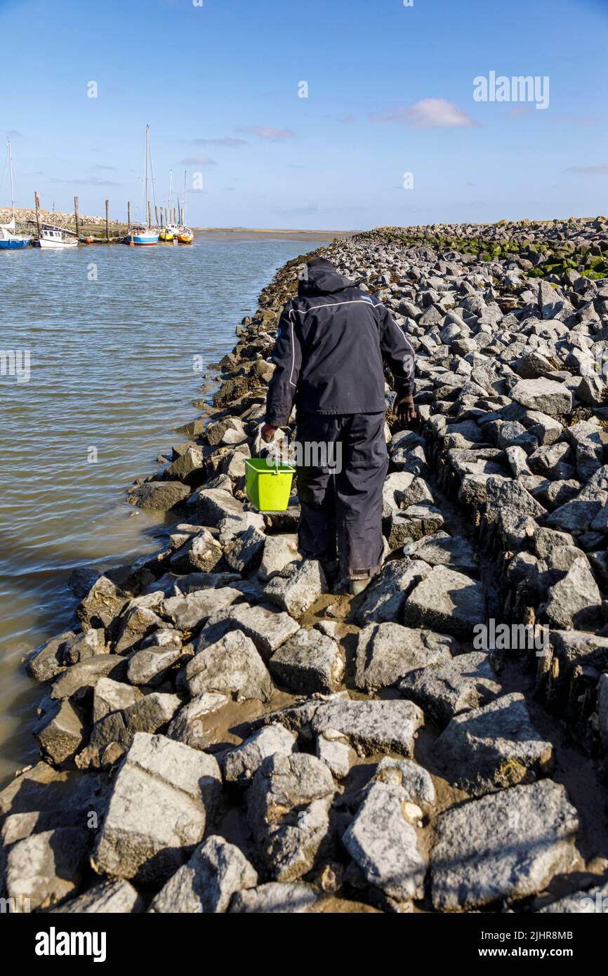 Raccolta di ostriche selvatiche sulla costa del Mare del Nord nella Frisia del Nord Foto Stock