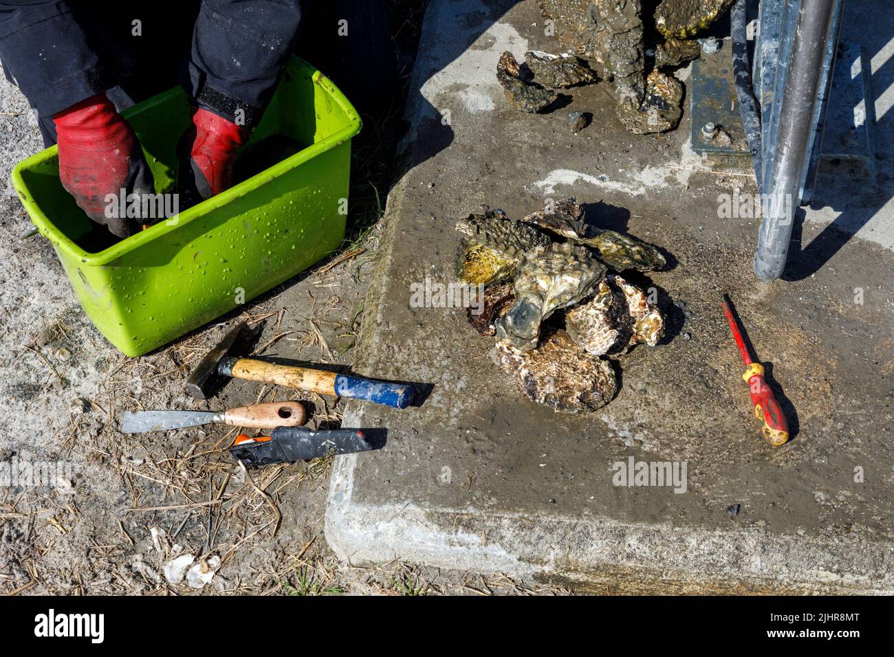 Raccolta di ostriche selvatiche sulla costa del Mare del Nord nella Frisia del Nord Foto Stock