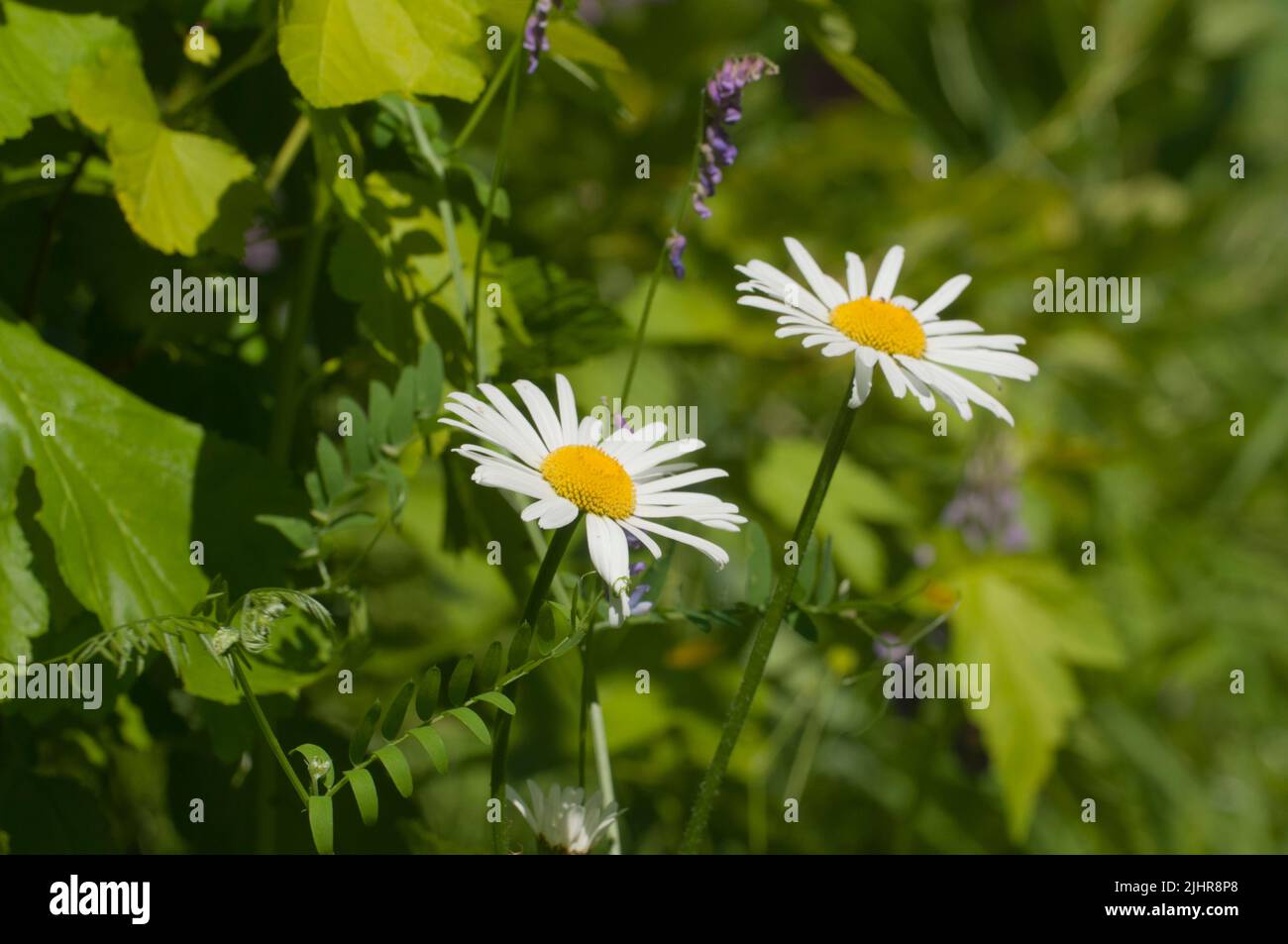Leucanthemum vulgare fiori in un prato estivo Foto Stock