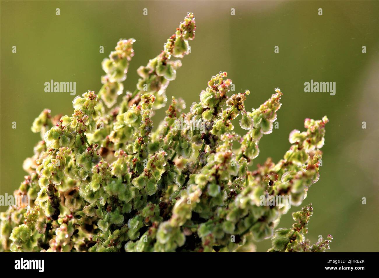 La splendida natura della Lettonia. Foto Stock