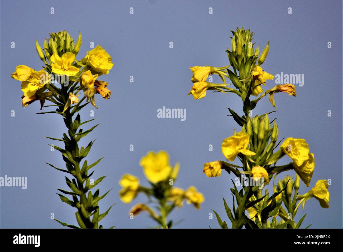 La splendida natura della Lettonia. Foto Stock