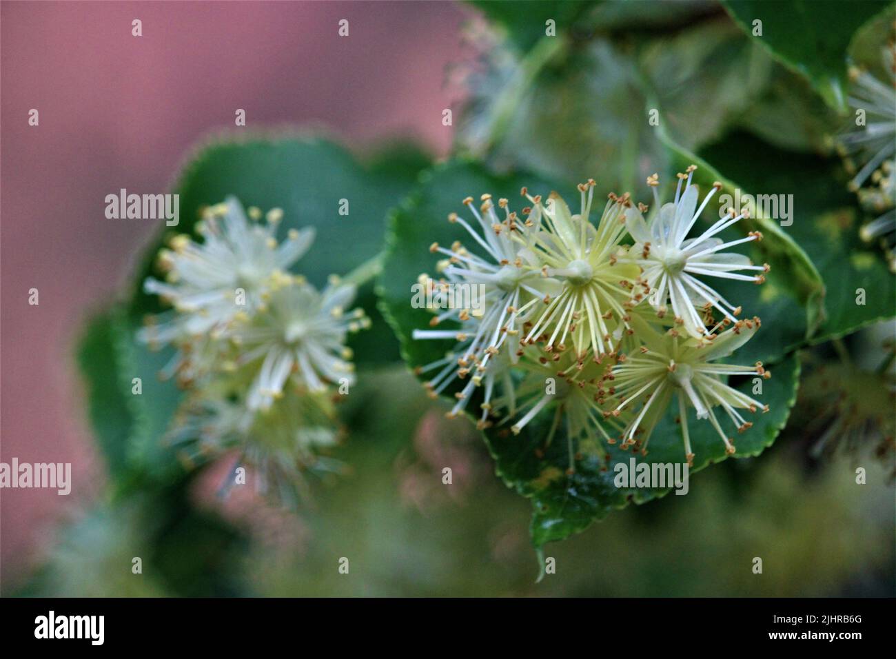 La splendida natura della Lettonia. Foto Stock