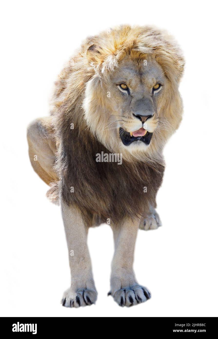 Leone visto dalla parte anteriore (Panthera leo) e attaccando la tua lingua, isolato su sfondo bianco Foto Stock