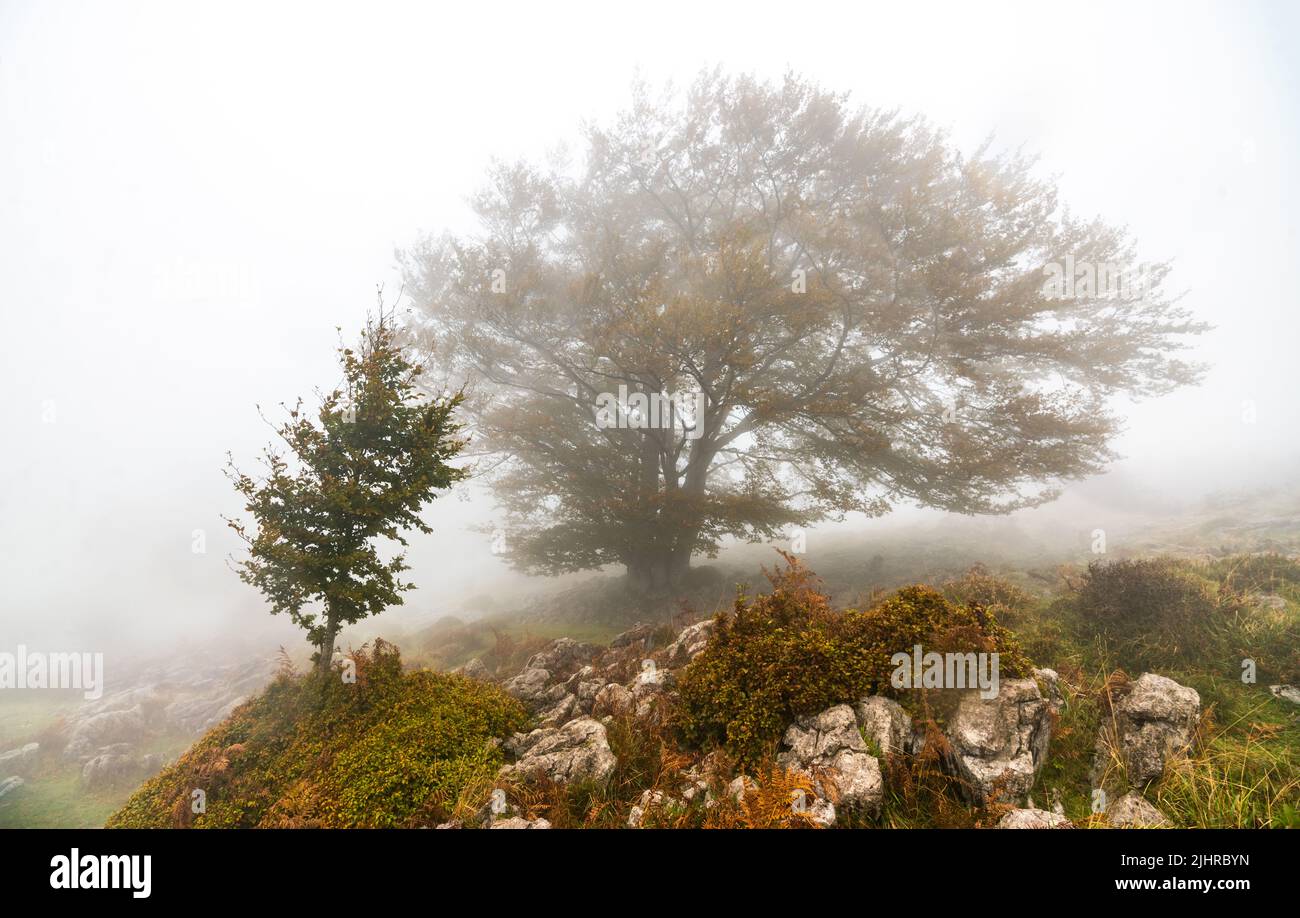 Le foglie cadute nella foresta completano la stagione autunnale. Foresta di Otzarreta, Parco Naturale di Gorbea, Bizkaia, Spagna Foto Stock