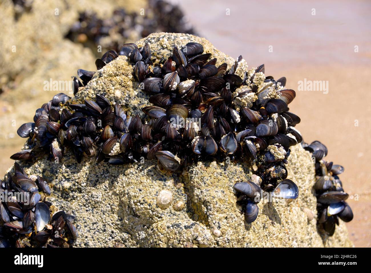 Blu (Cozze Mytilus edulis) sulla roccia a bassa marea in Bretagna in Francia Foto Stock