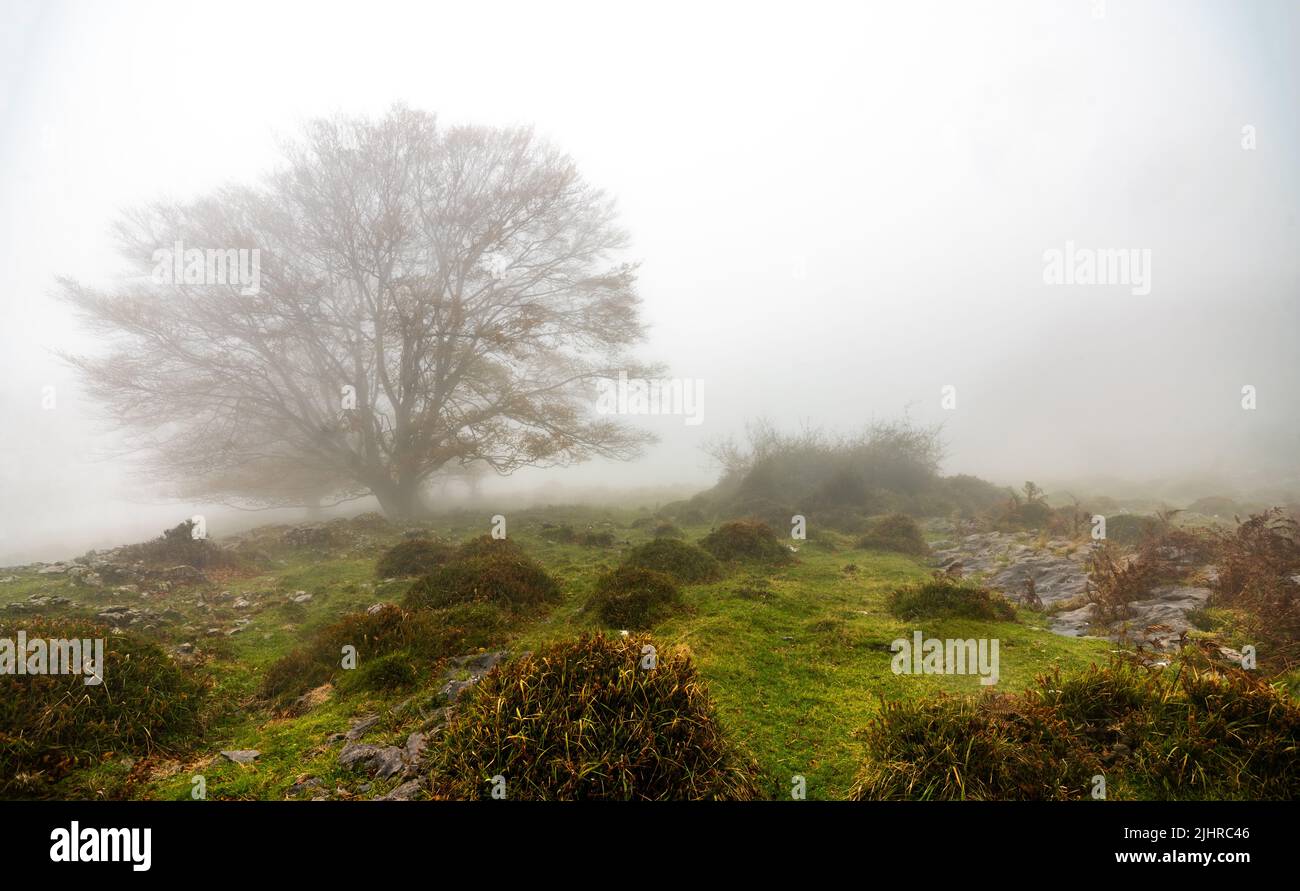 Le foglie cadenti colorano l'autunno nella foresta. Foresta di Otzarreta, Parco Naturale di Gorbea, Bizkaia, Spagna. Foto Stock