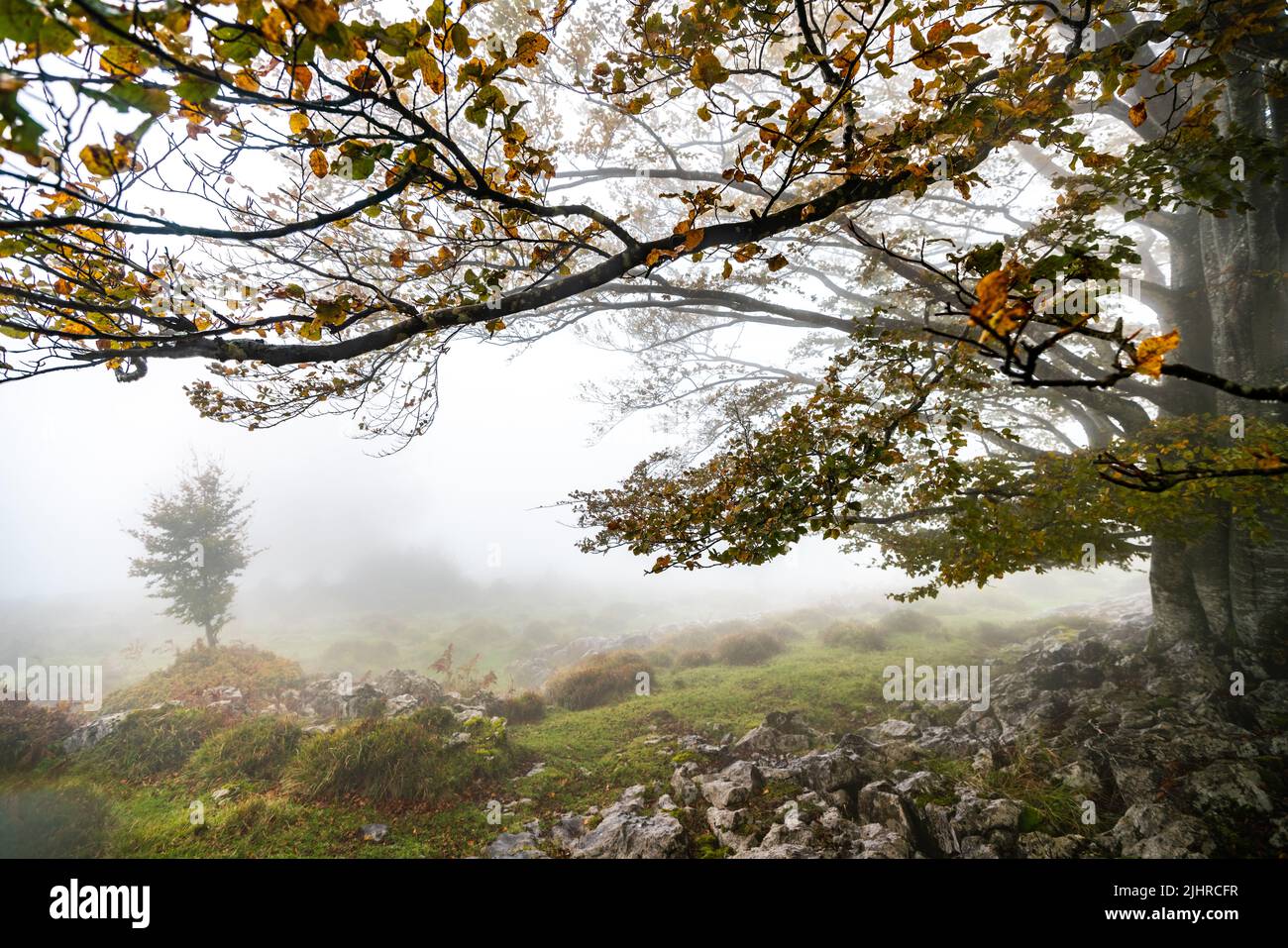 Le foglie cadute nella foresta completano la stagione autunnale. Foresta di Otzarreta, Parco Naturale di Gorbea, Bizkaia, Spagna Foto Stock