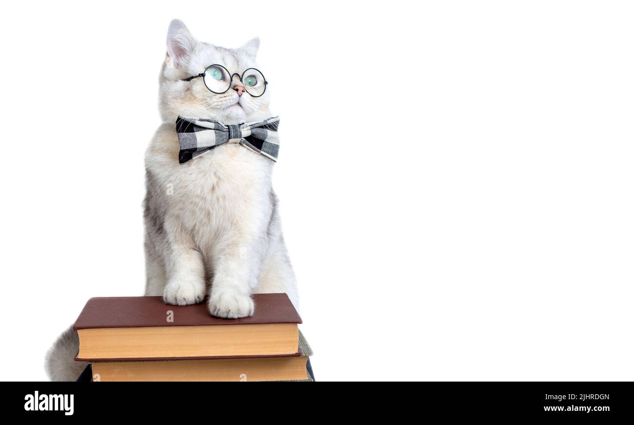 gatto bianco in una cravatta di prua e occhiali, in piedi su una pila di vecchi libri Foto Stock