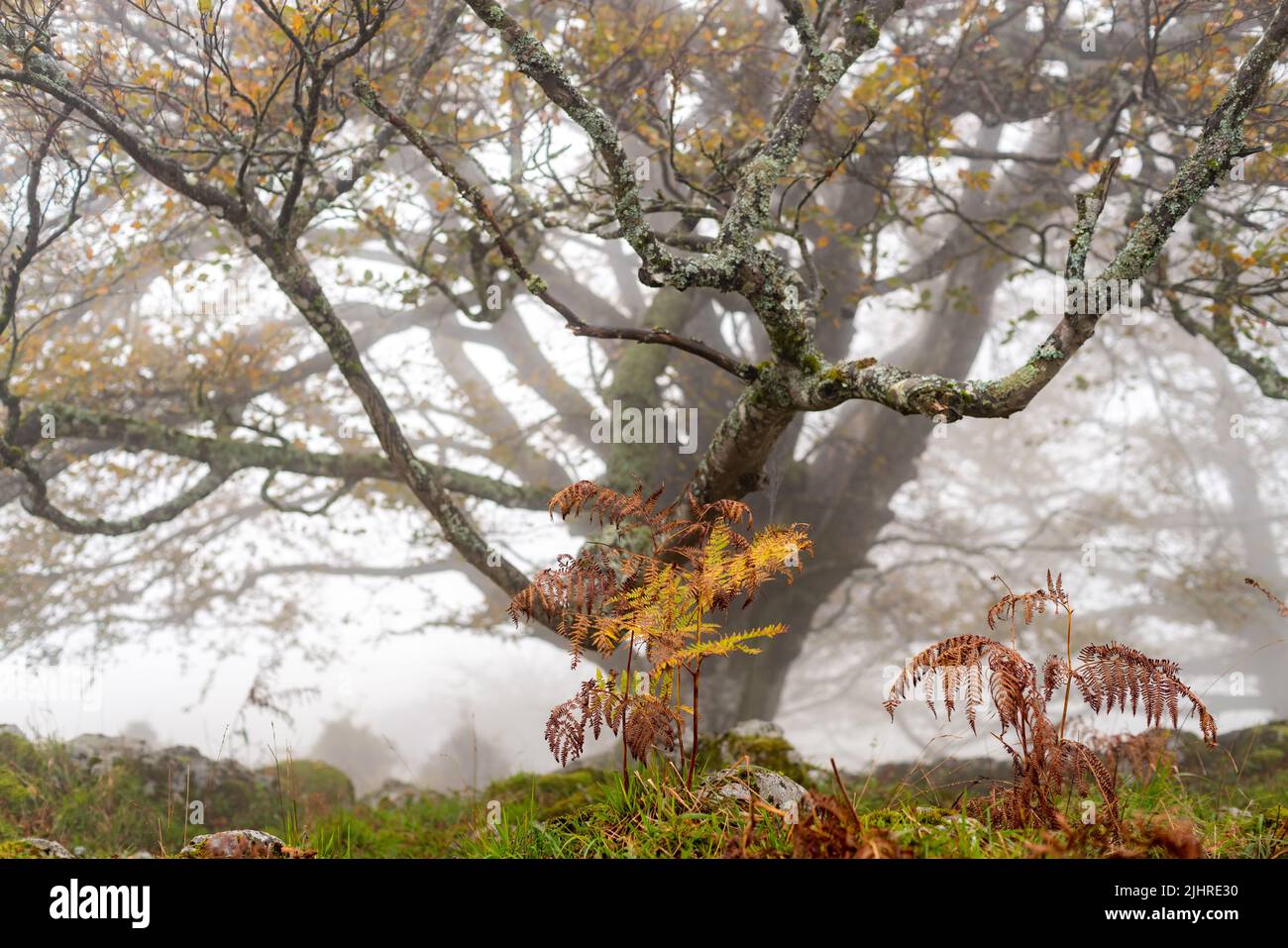 Foresta di Otzarreta nel Parco Naturale di Gorbea. Bizkaia, Paesi Baschi Foto Stock