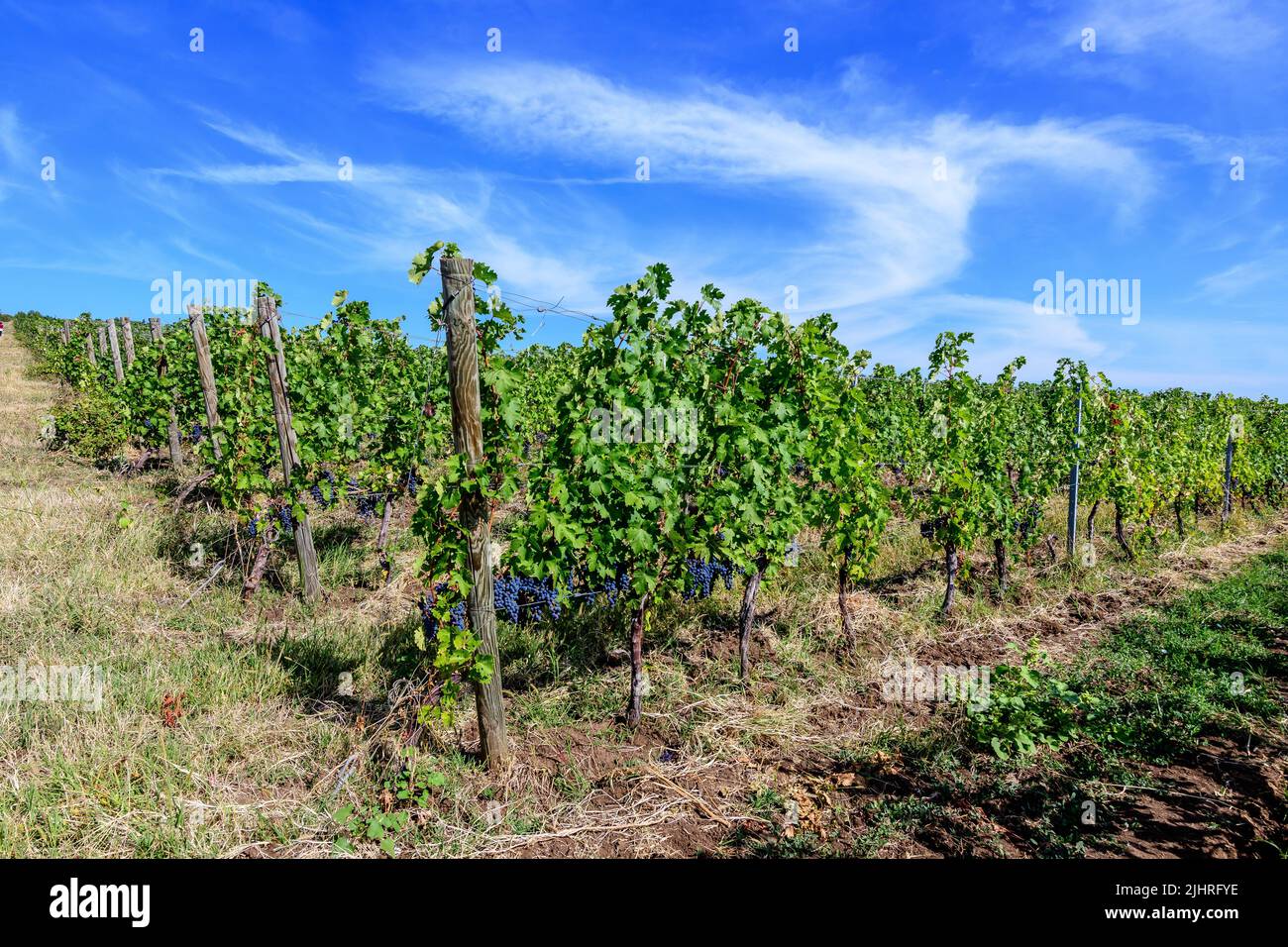 Fila con grandi piante con molte uve biologiche nere scure mature e foglie verdi in vigna in una giornata di sole autunno Foto Stock