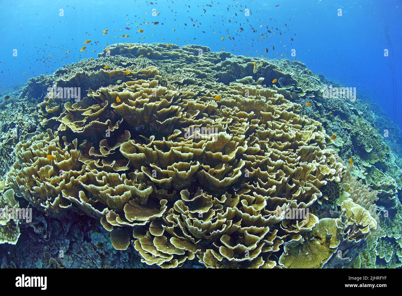 Barriera corallina con coralli di Montipora (Acroporidae), Grande barriera Corallina, Australia Foto Stock
