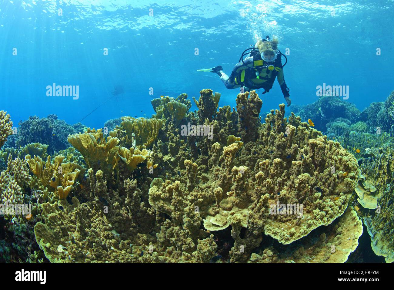 Subacqueo in una barriera corallina con coralli in pietra (Scleractinia), Grande barriera Corallina, Australia Foto Stock