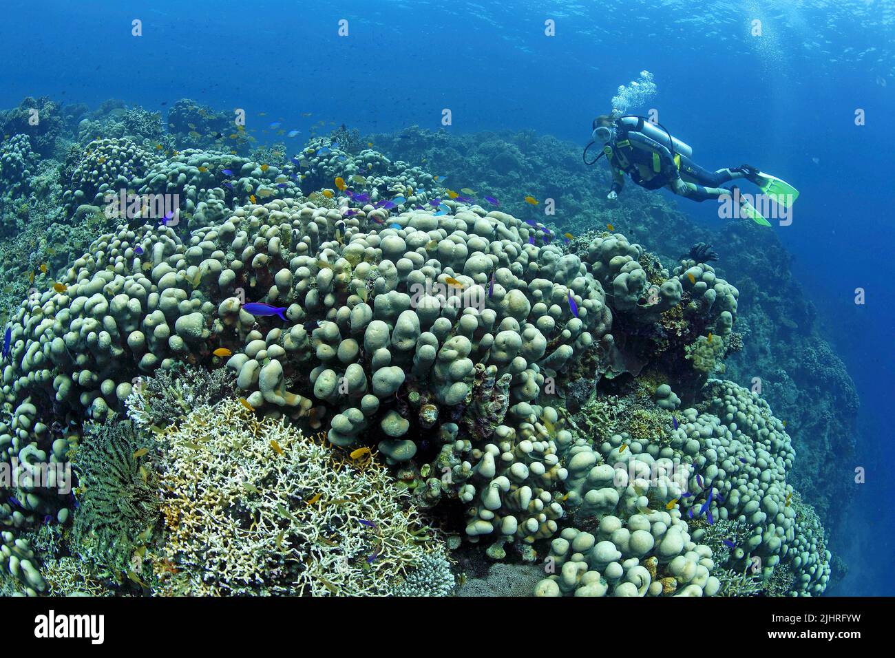 Subacqueo in una barriera corallina con coralli in pietra Pavona (Pavona clavus), Grande barriera Corallina, Australia Foto Stock