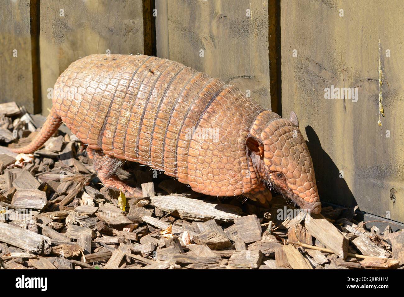 Armadillo a sei bande (Euphractus sexcinctus) che cammina su un terreno di legno truciolato Foto Stock