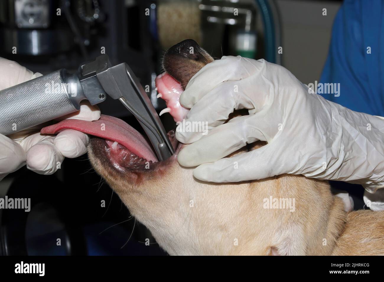 Primo piano di un chirurgo veterinario che posiziona un tubo endotracheale nelle vie aeree di un puppie Labrador prima dell'intervento chirurgico Foto Stock