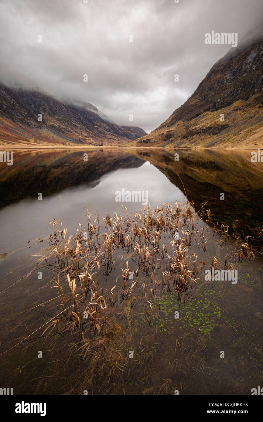 Canne e riflessioni in Loch Achtriochtan, Glencoe, Scozia Foto Stock
