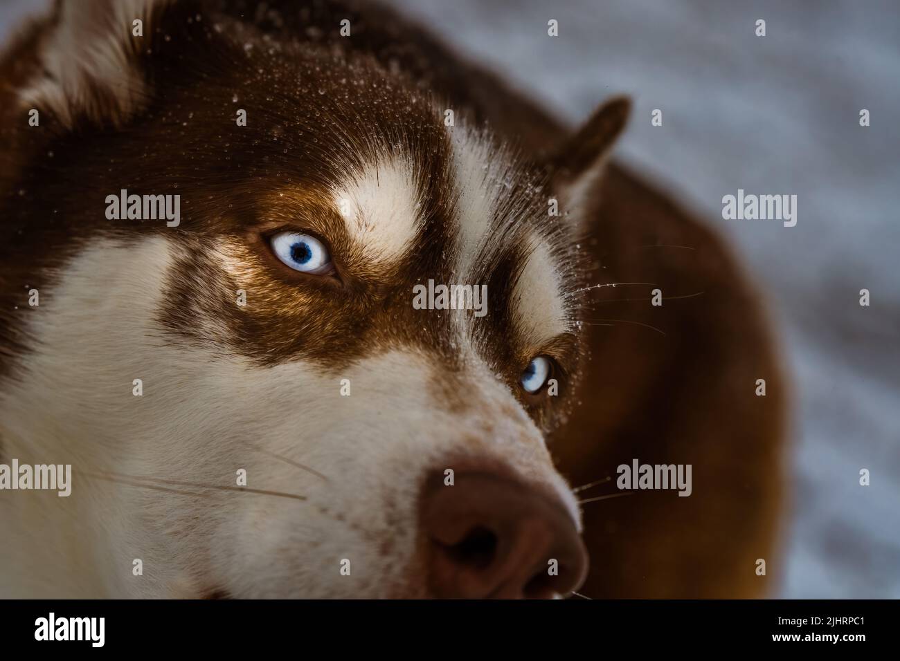 Un primo piano di un Husky nella neve con splendidi occhi bianchi aperti Foto Stock